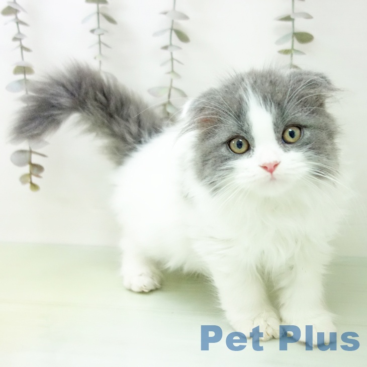 スコティッシュフォールドの写真2