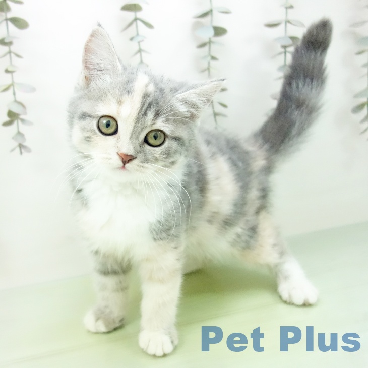 スコティッシュフォールド