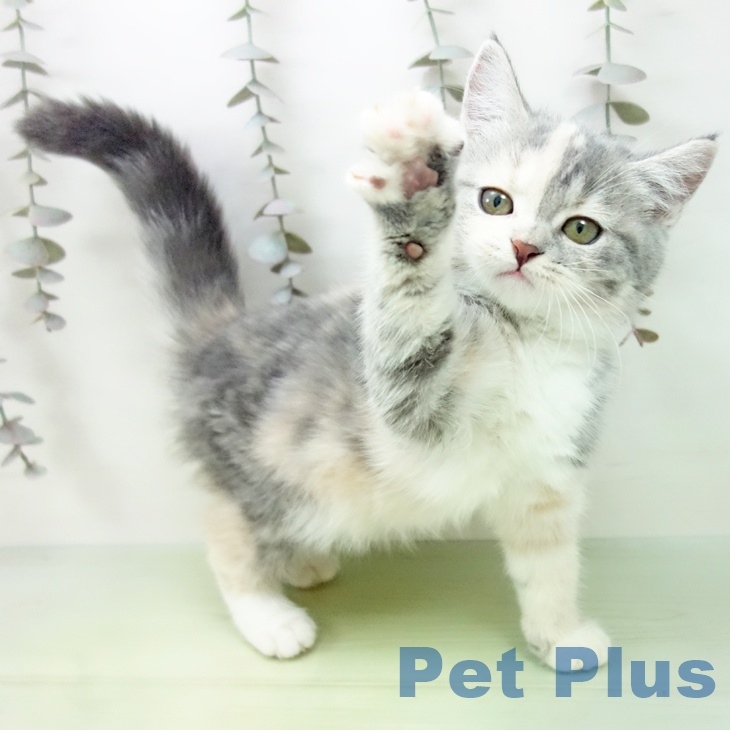 スコティッシュフォールド