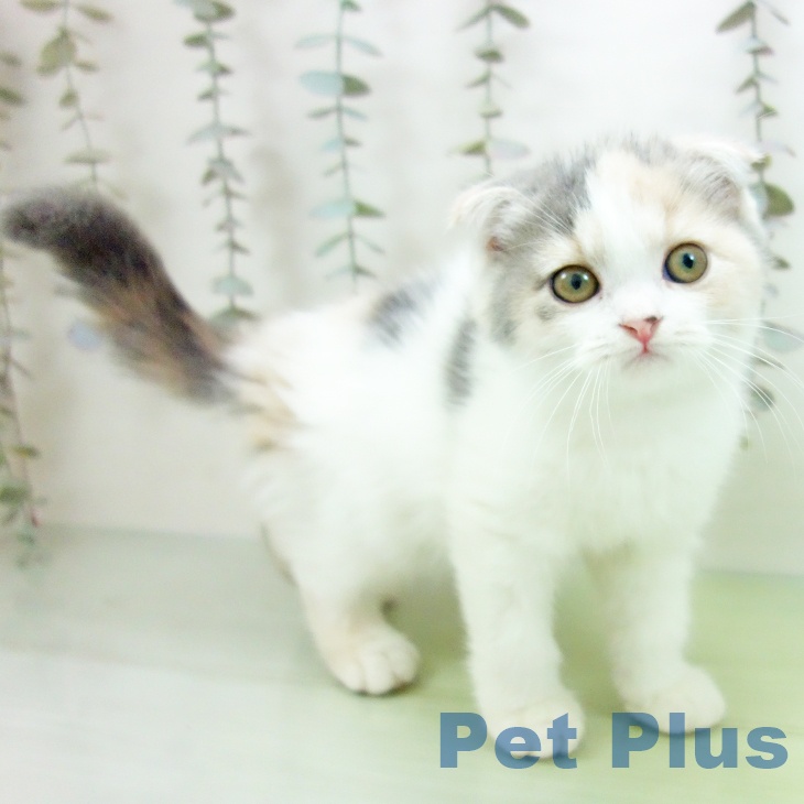 スコティッシュフォールド