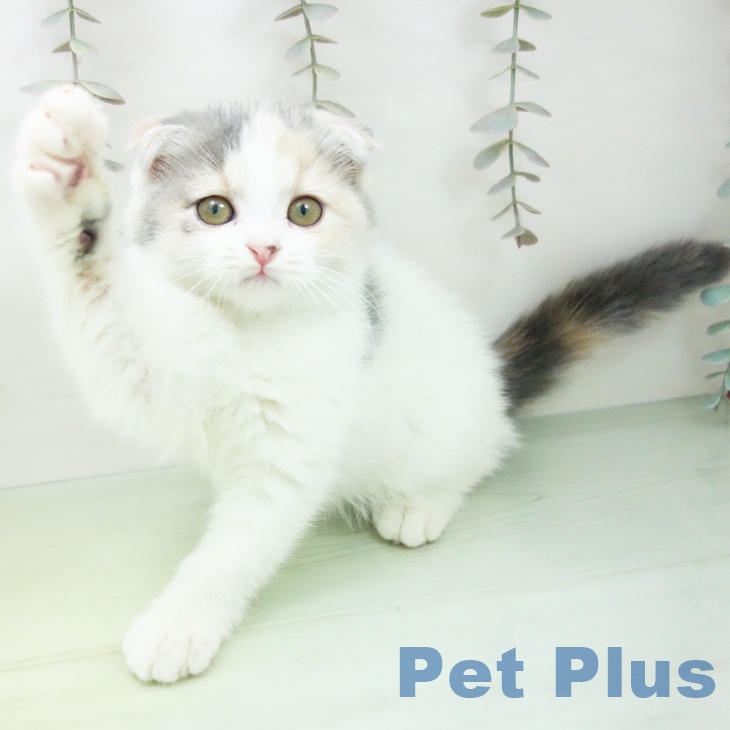 スコティッシュフォールド