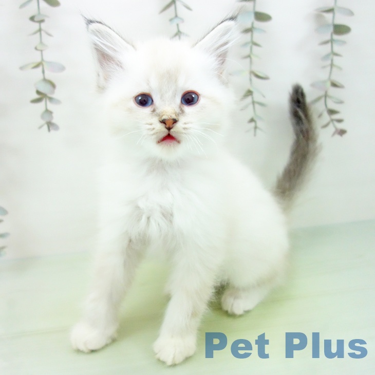 長崎県のサイベリアン (ペットプラス 長崎店/2025年9月16日生まれ/男の子/シールリンクスポイントホワイト)の子猫の1枚目の画像