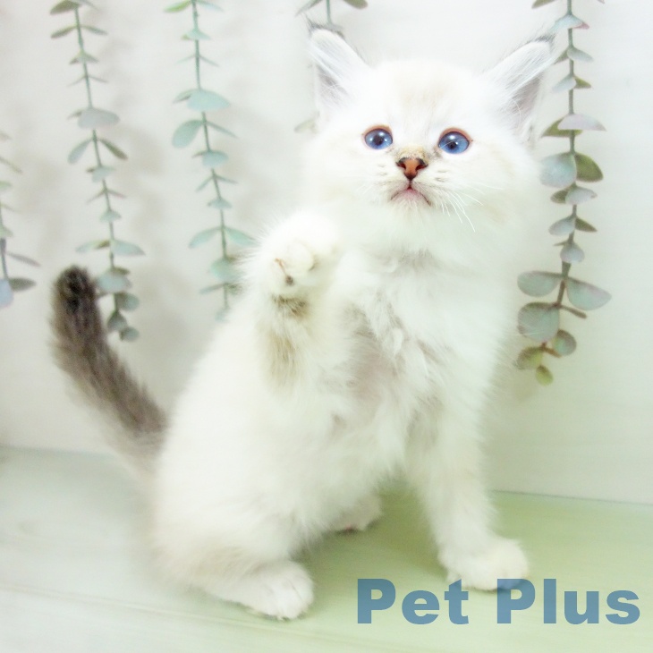 長崎県のサイベリアン (ペットプラス 長崎店/2025年9月16日生まれ/男の子/シールリンクスポイントホワイト)の子猫の2枚目の画像