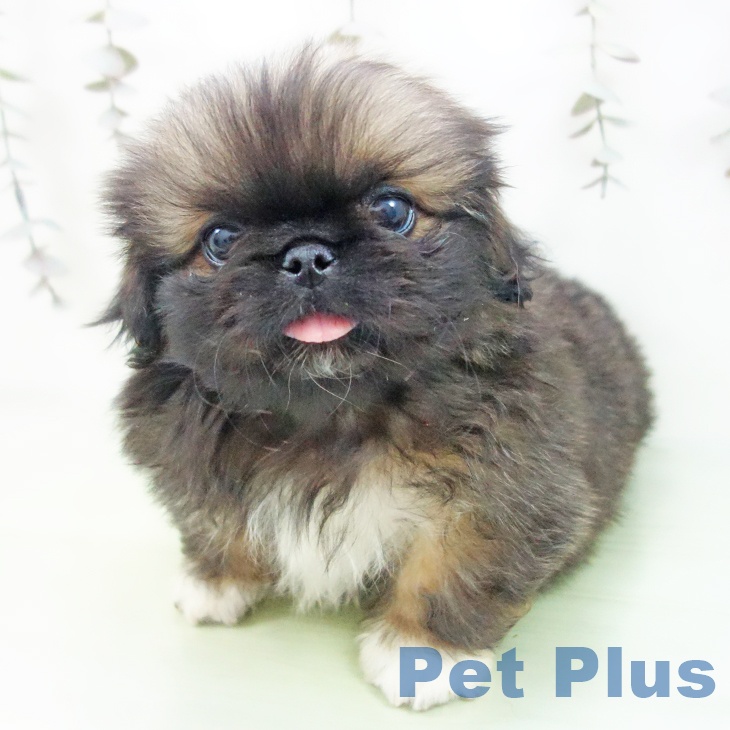 愛知県のペキニーズ (ペットプラス イオンモール豊川店/2025年9月24日生まれ/男の子/フォーン)の子犬