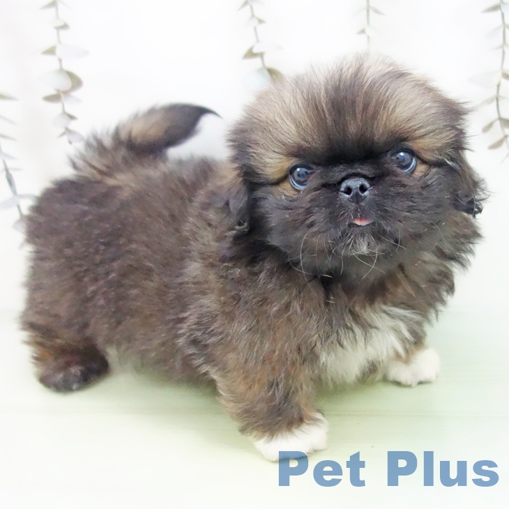 愛知県のペキニーズ (ペットプラス イオンモール豊川店/2025年9月24日生まれ/男の子/フォーン)の子犬の2枚目の画像