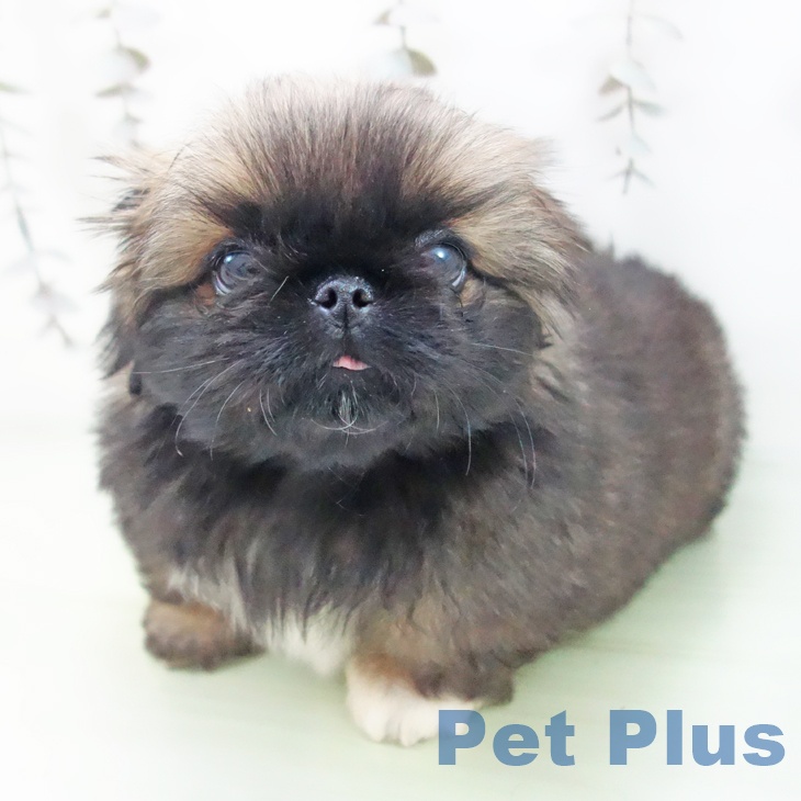 三重県のペキニーズ (ペットプラス 鈴鹿店/2025年9月24日生まれ/女の子/フォーン)の子犬の1枚目の画像