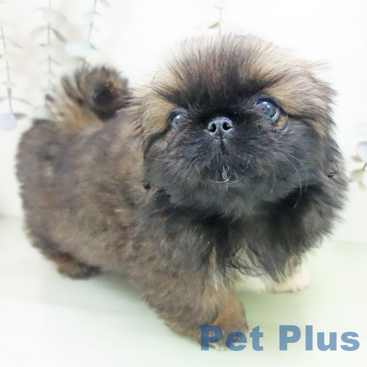 三重県のペキニーズ (ペットプラス 鈴鹿店/2025年9月24日生まれ/女の子/フォーン)の子犬の2枚目の画像