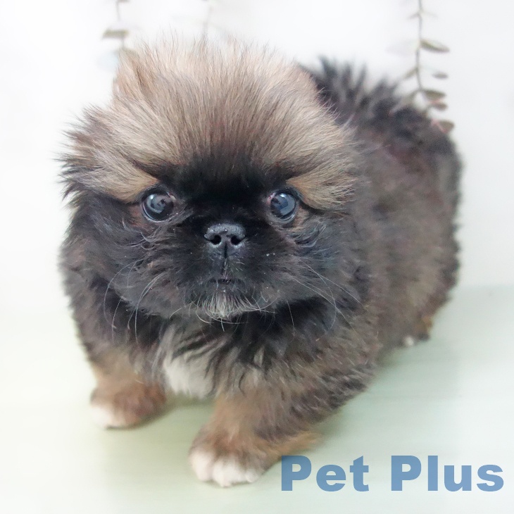 愛知県のペキニーズ (ペットプラス mozoワンダーシティ店/2025年9月24日生まれ/女の子/フォーン)の子犬の1枚目の画像