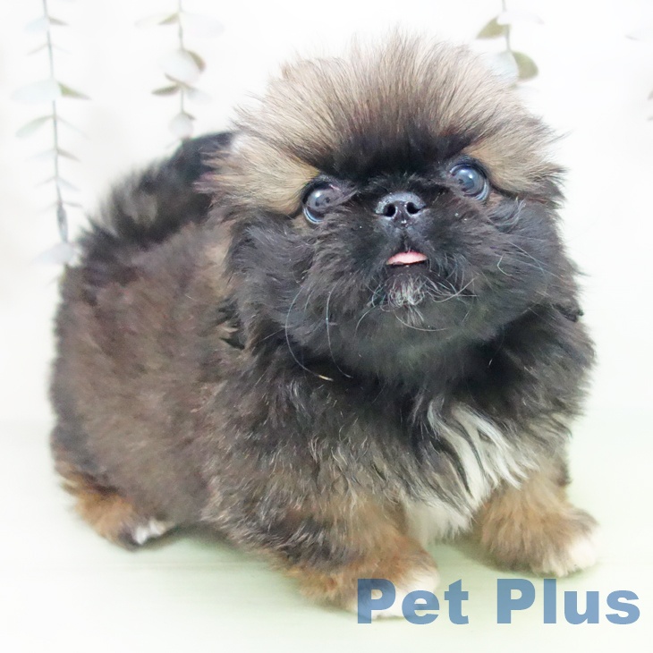 愛知県のペキニーズ (ペットプラス mozoワンダーシティ店/2025年9月24日生まれ/女の子/フォーン)の子犬の2枚目の画像