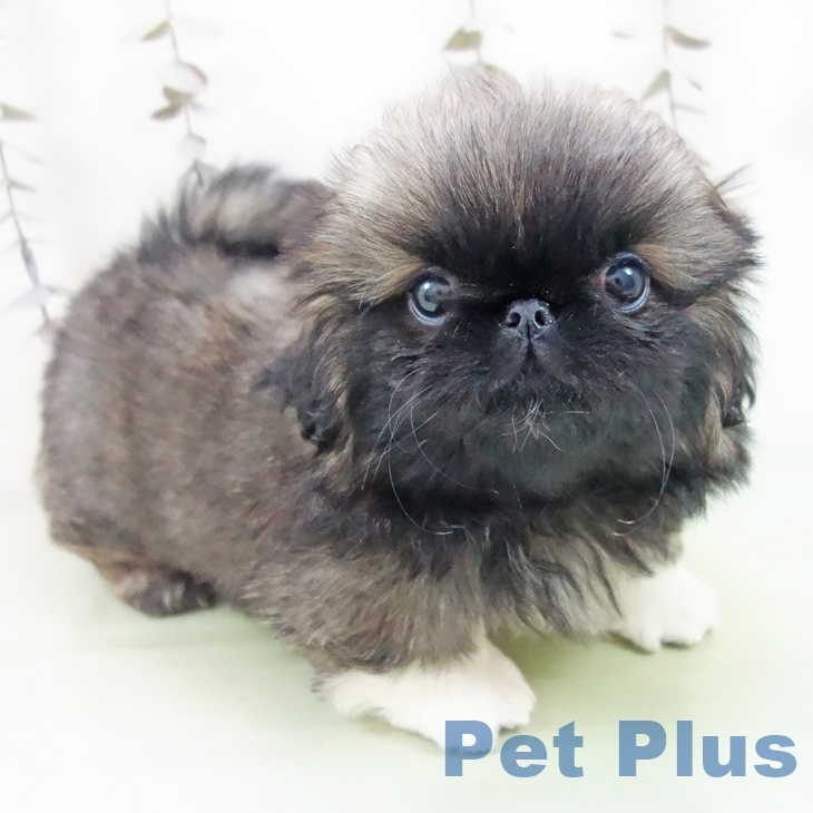 愛知県のペキニーズ (ペットプラス 岡崎店/2025年9月24日生まれ/女の子/フォーンホワイト)の子犬の1枚目の画像