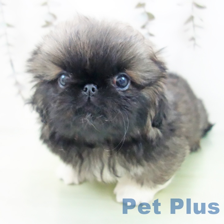 愛知県のペキニーズ (ペットプラス 岡崎店/2025年9月24日生まれ/女の子/フォーンホワイト)の子犬の2枚目の画像