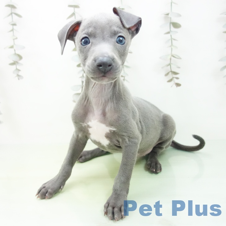 福島県のイタリアングレーハウンド (ペットプラス 福島店/2025年9月23日生まれ/男の子/ブルー)の子犬