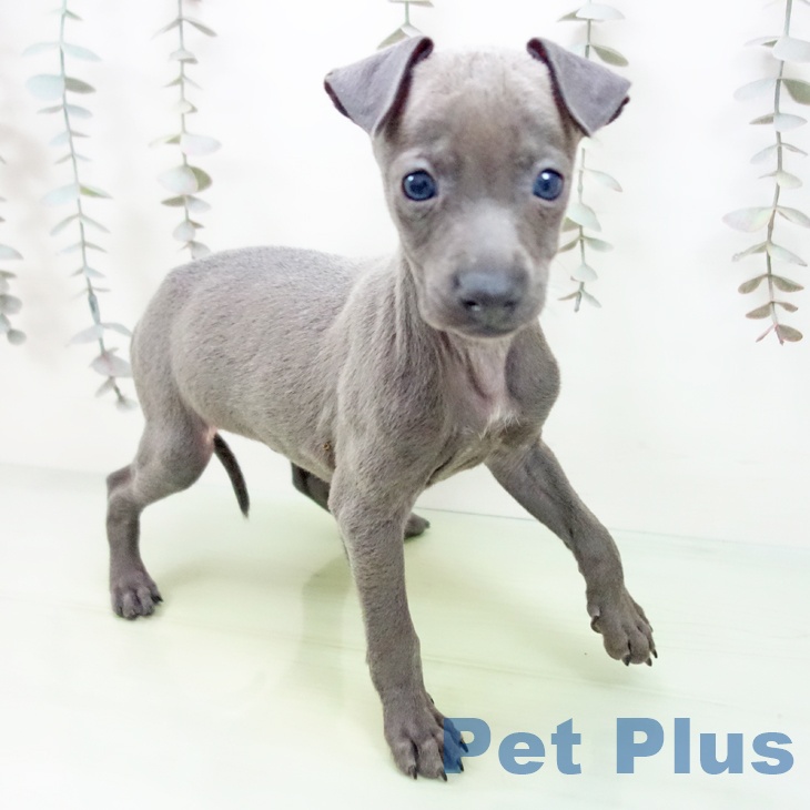 イタリアン・グレーハウンド