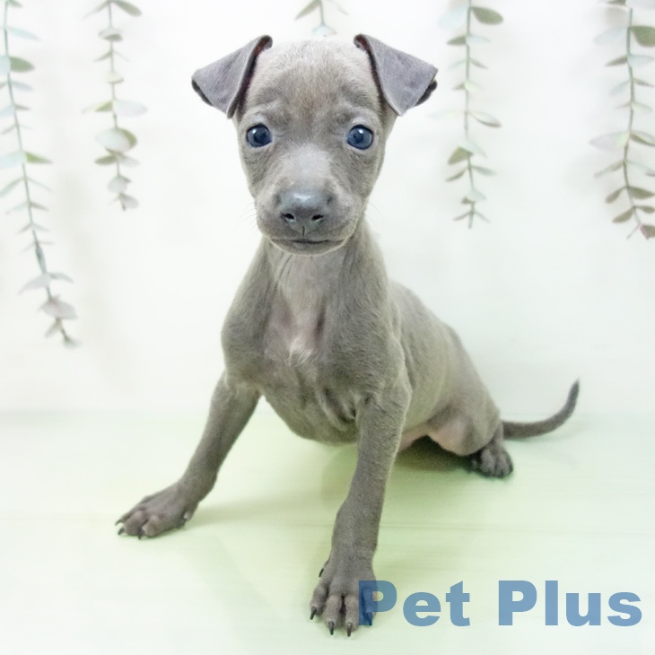 イタリアン・グレーハウンド