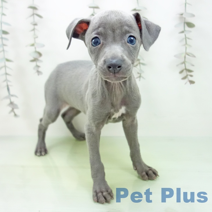 宮城県のイタリアングレーハウンド (ペットプラス 仙台上杉店/2025年9月23日生まれ/女の子/ブルー)の子犬の1枚目の画像