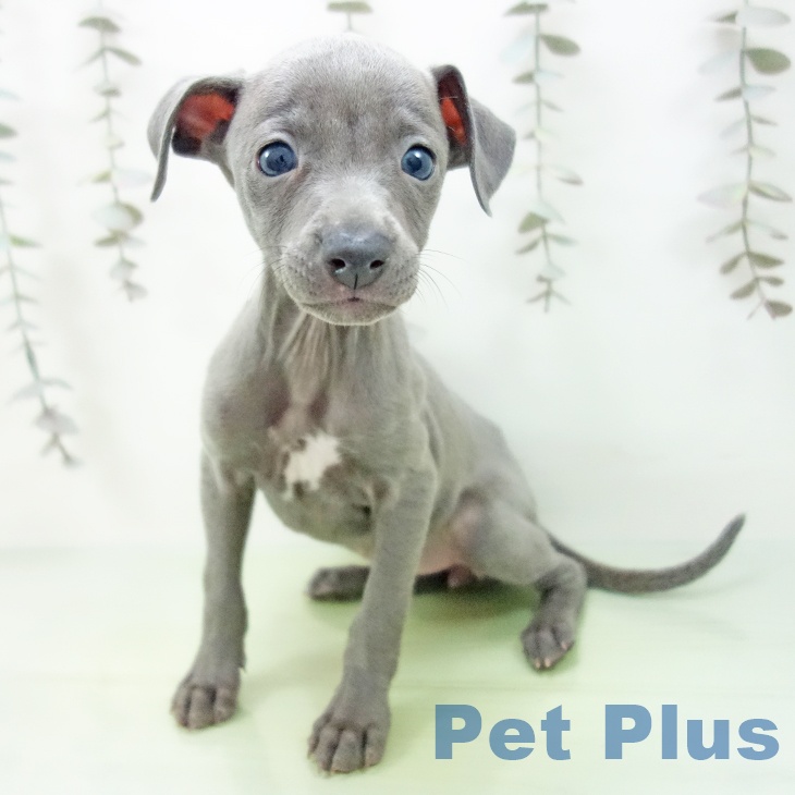 宮城県のイタリアングレーハウンド (ペットプラス 仙台上杉店/2025年9月23日生まれ/女の子/ブルー)の子犬の2枚目の画像