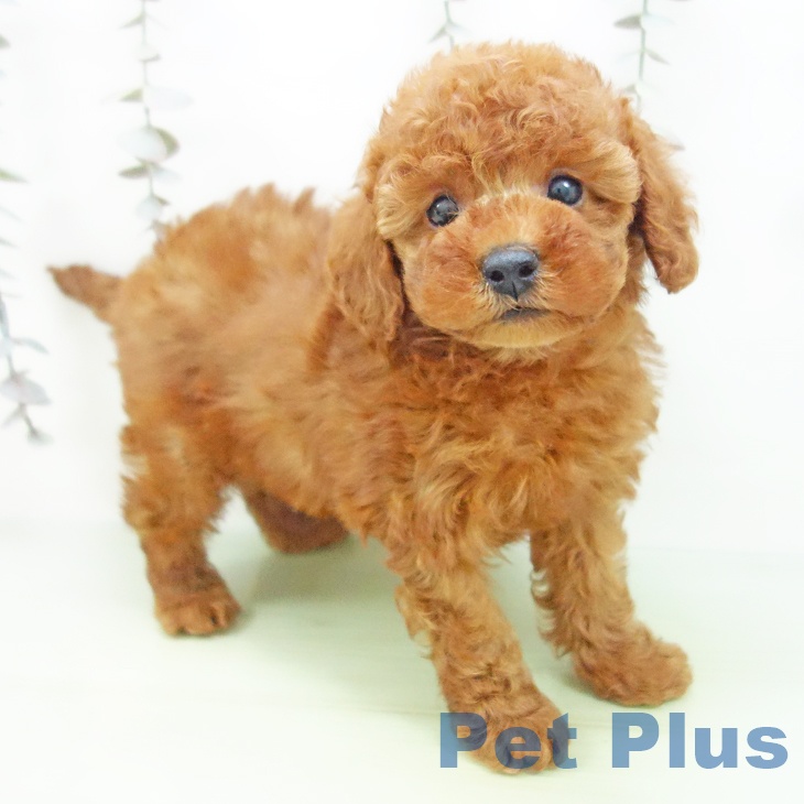 愛知県のトイプードル(トイ) (ペットプラス イオンモール長久手店/2025年9月26日生まれ/女の子/レッド)の子犬の1枚目の画像