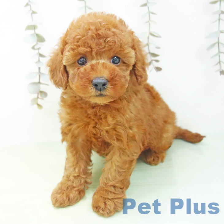 愛知県のトイプードル(トイ) (ペットプラス イオンモール長久手店/2025年9月26日生まれ/女の子/レッド)の子犬の2枚目の画像