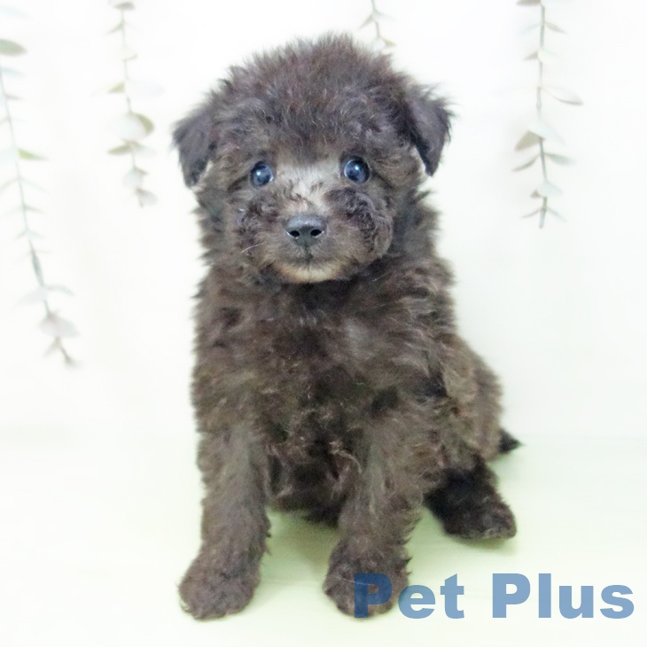 愛知県のトイプードル(トイ) (ペットプラス 三好店/2025年9月25日生まれ/男の子/シルバー)の子犬の1枚目の画像