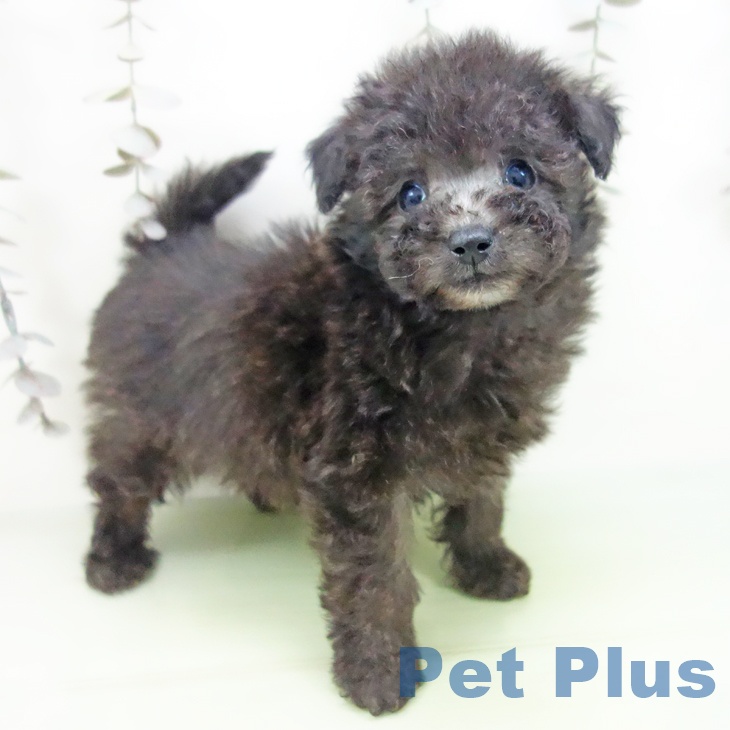 愛知県のトイプードル(トイ) (ペットプラス 三好店/2025年9月25日生まれ/男の子/シルバー)の子犬の2枚目の画像