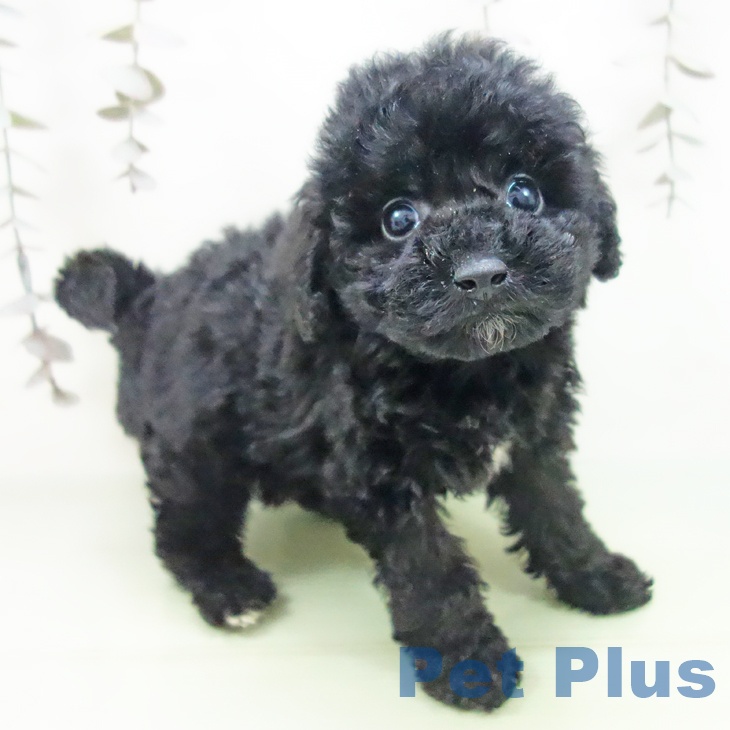愛知県のトイプードル(トイ) (ペットプラス 岡崎店/2025年9月25日生まれ/女の子/ブラック)の子犬の1枚目の画像