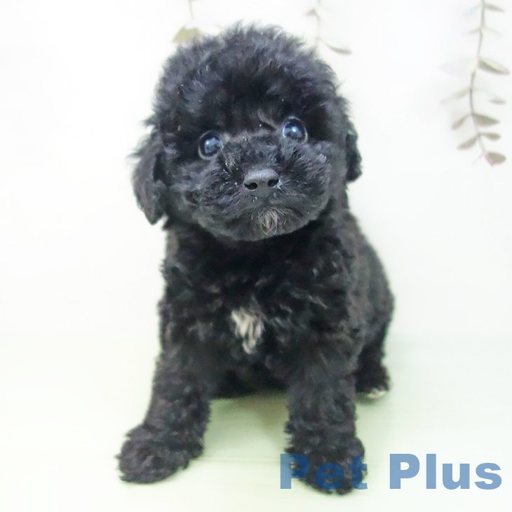 愛知県のトイプードル(トイ) (ペットプラス 岡崎店/2025年9月25日生まれ/女の子/ブラック)の子犬の2枚目の画像