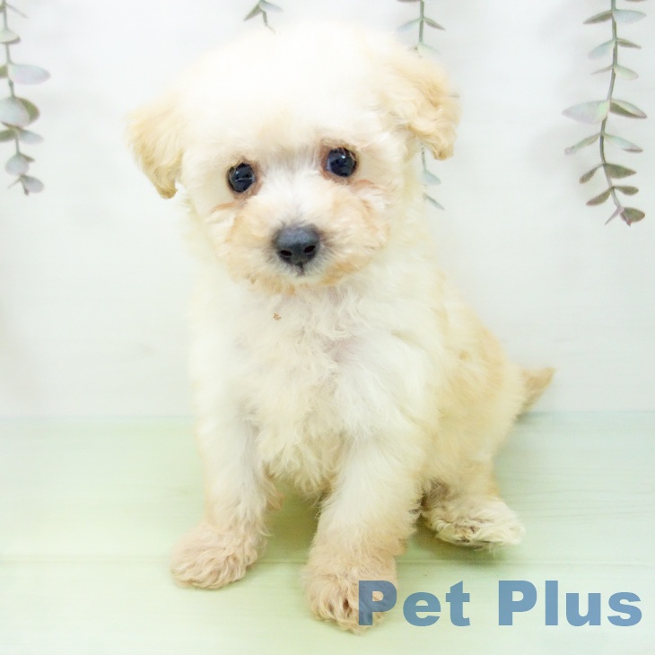 愛知県のトイプードル(トイ) (ペットプラス mozoワンダーシティ店/2025年9月25日生まれ/女の子/クリーム)の子犬の1枚目の画像