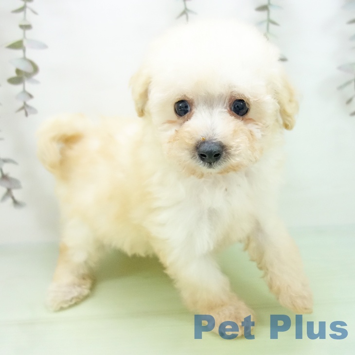 愛知県のトイプードル(トイ) (ペットプラス mozoワンダーシティ店/2025年9月25日生まれ/女の子/クリーム)の子犬の2枚目の画像