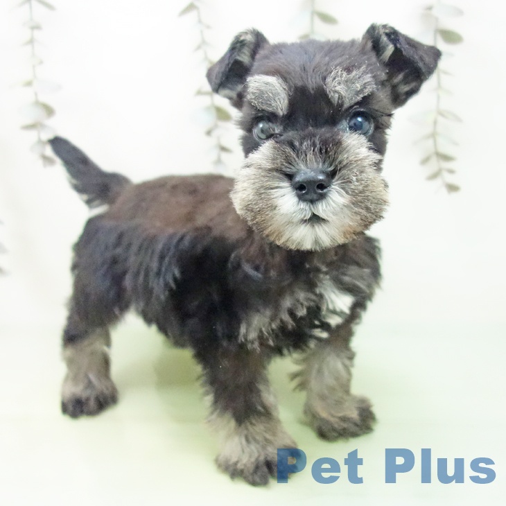 ミニチュア・シュナウザー