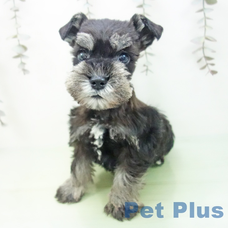 ミニチュア・シュナウザー