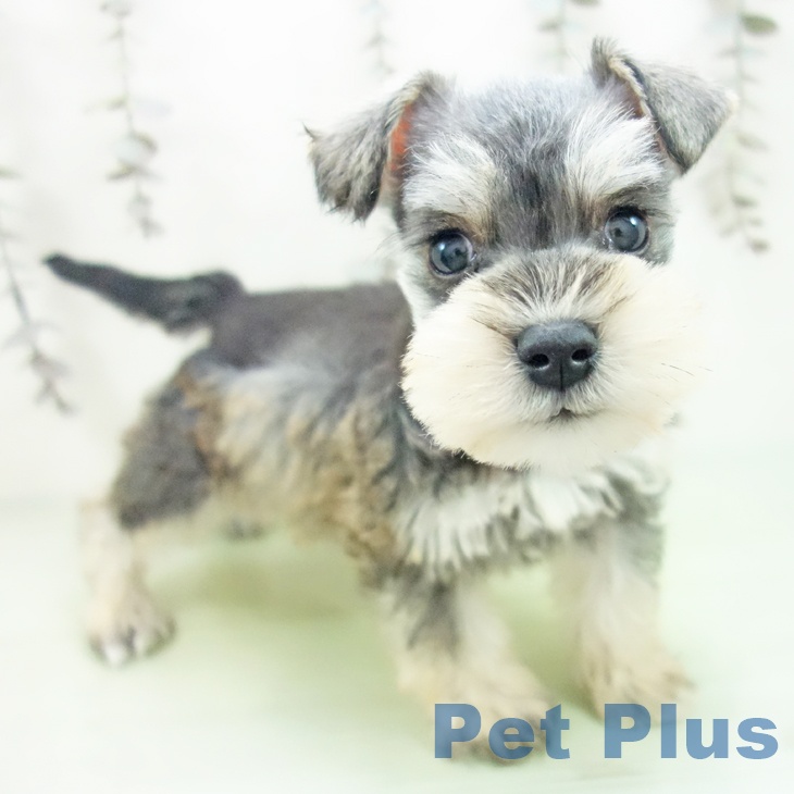 ミニチュア・シュナウザー