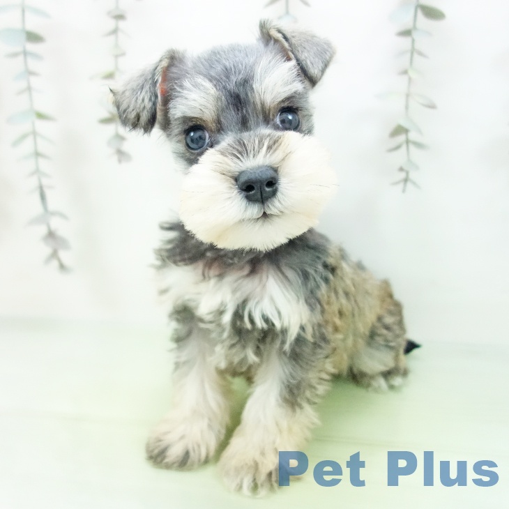 ミニチュア・シュナウザー