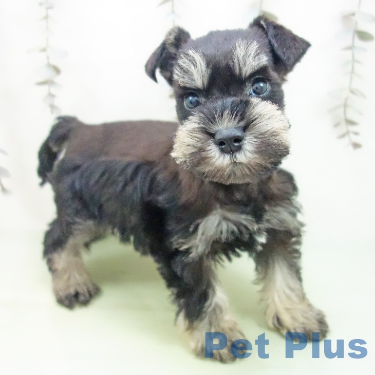 愛知県のミニチュアシュナウザー (ペットプラス mozoワンダーシティ店/2025年9月25日生まれ/女の子/ブラックシルバー)の子犬