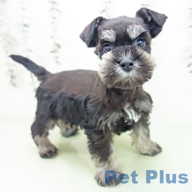 愛知県のミニチュアシュナウザー (ペットプラス 岡崎店/2025年9月25日生まれ/女の子/ブラックシルバー)の子犬