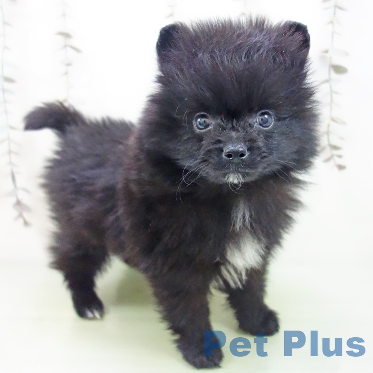 埼玉県のポメラニアン (ペットプラス ピオニウォーク東松山店/2025年9月22日生まれ/男の子/ブラック)の子犬の1枚目の画像