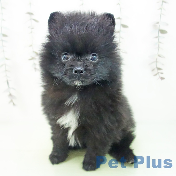 埼玉県のポメラニアン (ペットプラス ピオニウォーク東松山店/2025年9月22日生まれ/男の子/ブラック)の子犬の2枚目の画像