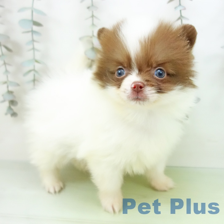 千葉県のポメラニアン (ペットプラス 幕張新都心店/2025年9月22日生まれ/男の子/ホワイトチョコレート)の子犬の2枚目の画像
