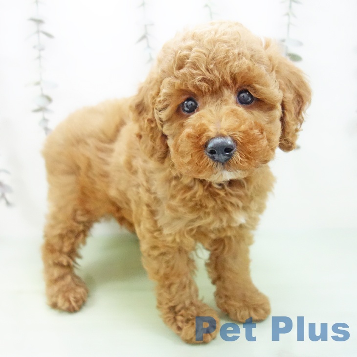 愛知県のトイプードル(トイ) (ペットプラス 千音寺店/2025年9月27日生まれ/男の子/レッド)の子犬の1枚目の画像