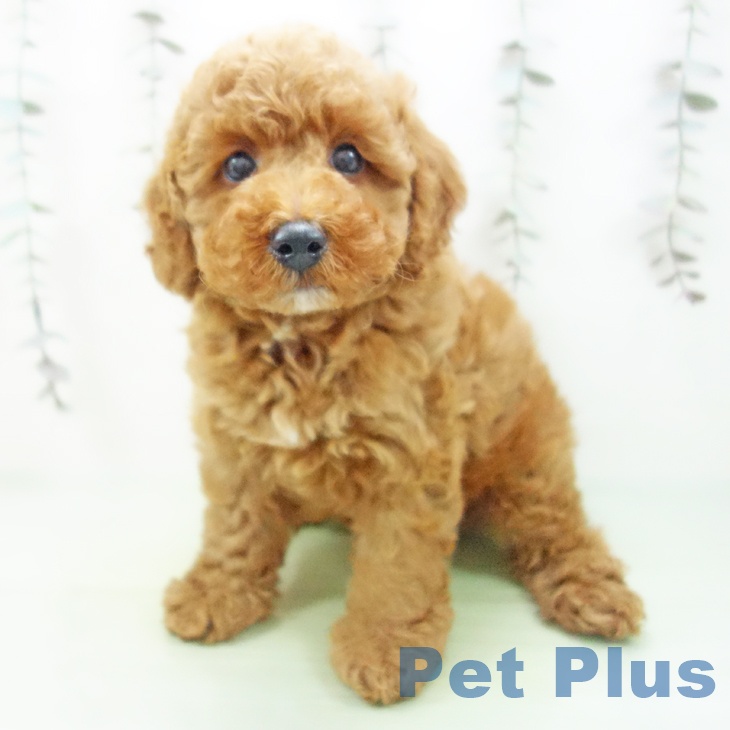 愛知県のトイプードル(トイ) (ペットプラス 千音寺店/2025年9月27日生まれ/男の子/レッド)の子犬の2枚目の画像