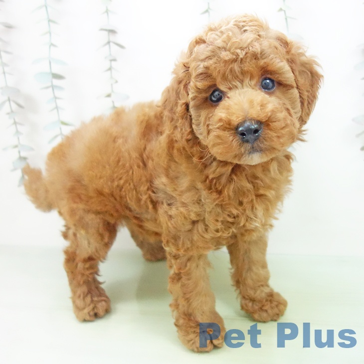 トイ・プードル