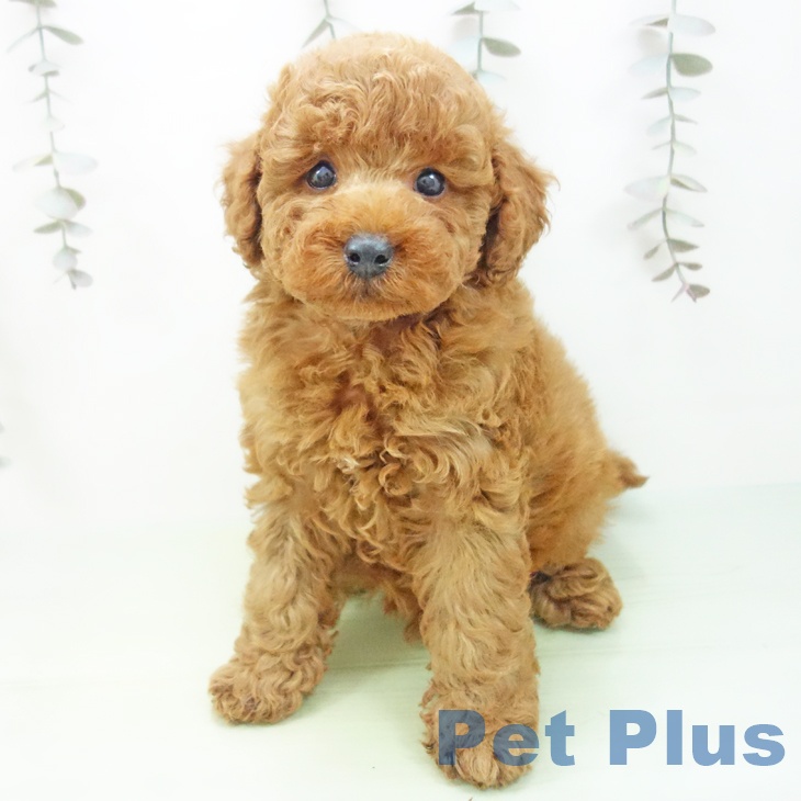 石川県のトイプードル(トイ) (ペットプラス 白山店/2025年9月27日生まれ/男の子/レッド)の子犬の1枚目の画像