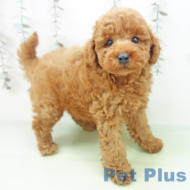 石川県のトイプードル(トイ) (ペットプラス 白山店/2025年9月27日生まれ/男の子/レッド)の子犬の2枚目の画像