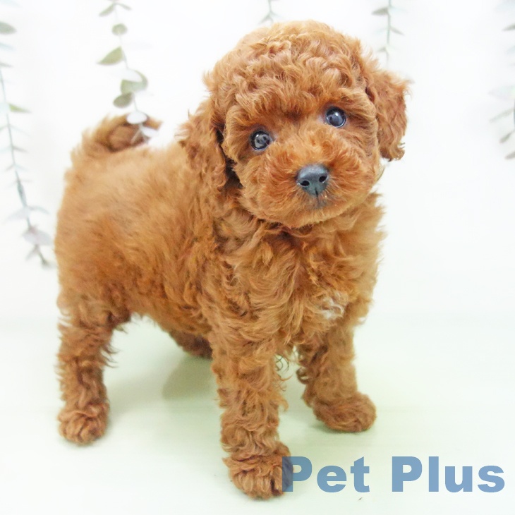 愛知県のトイプードル(トイ) (ペットプラス ナゴヤドーム前店/2025年9月27日生まれ/女の子/レッド)の子犬の1枚目の画像