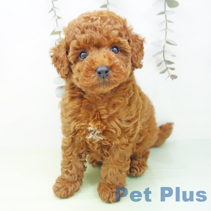 愛知県のトイプードル(トイ) (ペットプラス ナゴヤドーム前店/2025年9月27日生まれ/女の子/レッド)の子犬の2枚目の画像