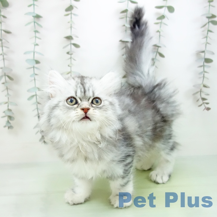 愛知県のミヌエット (ペットプラス 豊田店/2025年9月20日生まれ/女の子/シルバータビー)の子猫の1枚目の画像