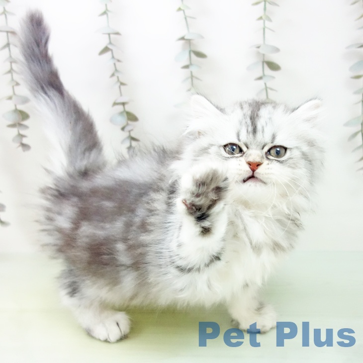 愛知県のミヌエット (ペットプラス 豊田店/2025年9月20日生まれ/女の子/シルバータビー)の子猫の2枚目の画像