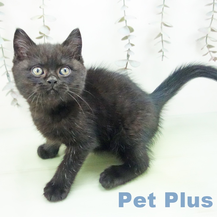 ブリティッシュショートヘア