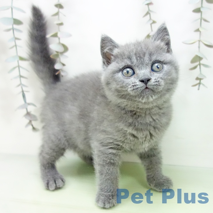 ブリティッシュショートヘア