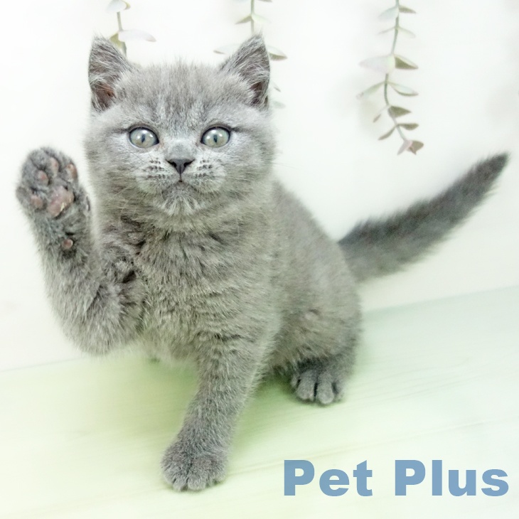 ブリティッシュショートヘア