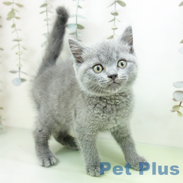 ブリティッシュショートヘア